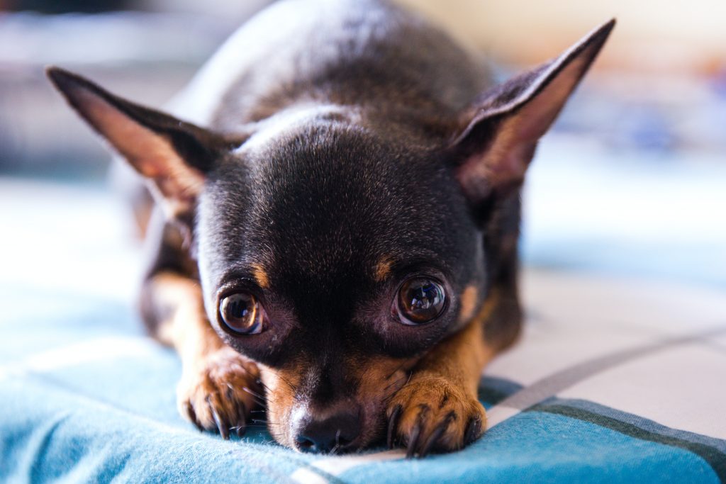 Chihuahua Emotional Support Dog