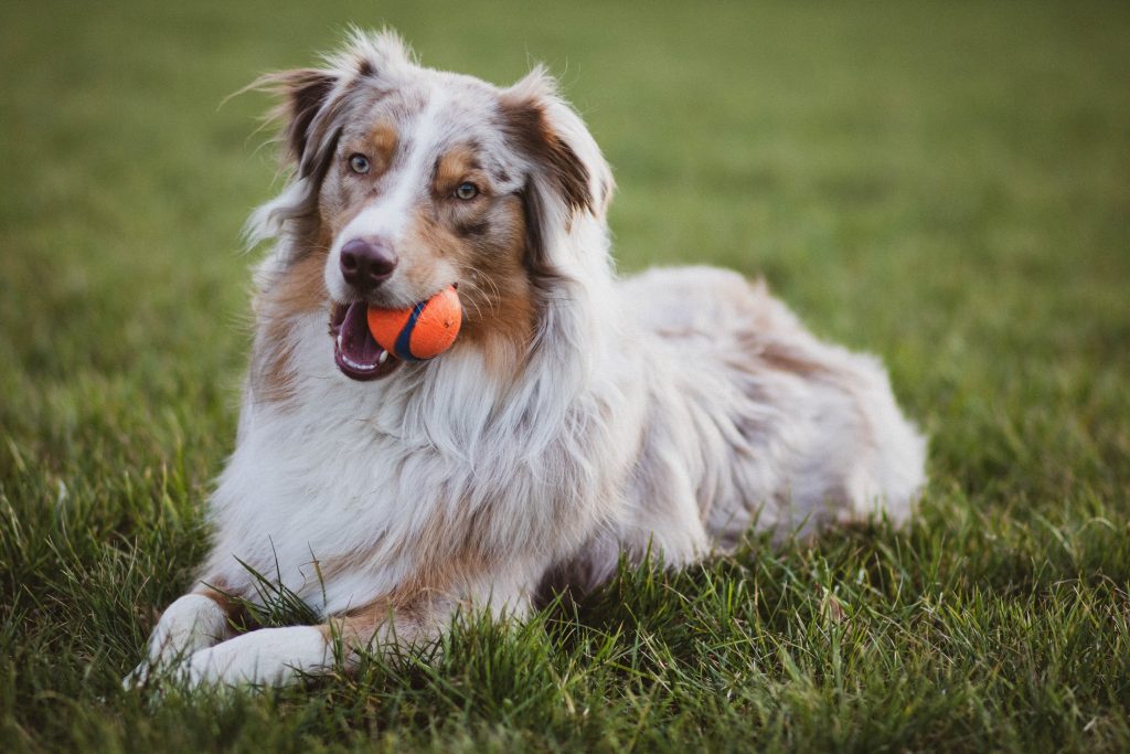 collie emotional support animal