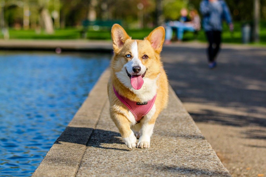 corgi emotional support animal #7