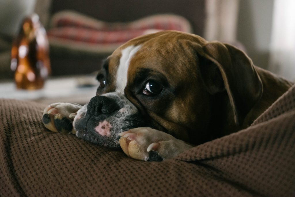 english bulldog emotional support animal #9