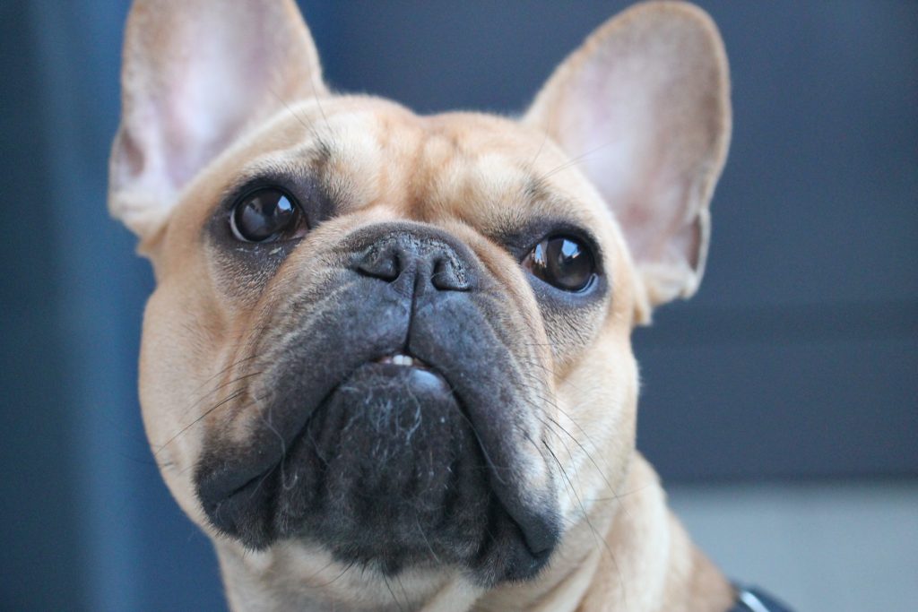 french bulldog emotional support dog