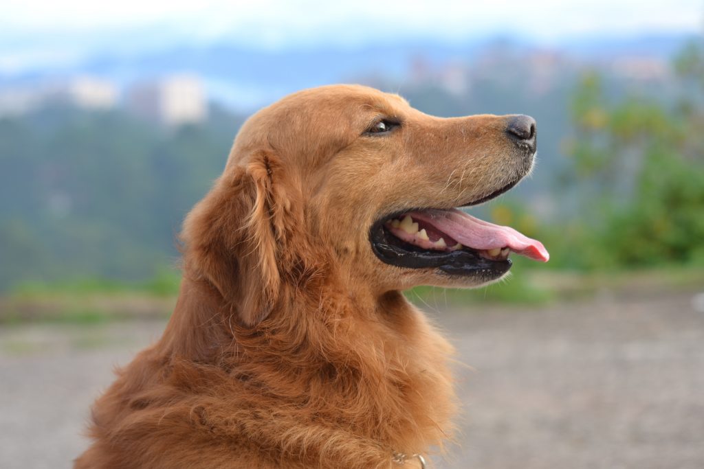 golden retriever emotional support animal #11