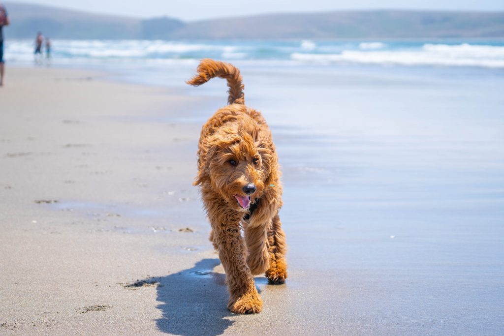 goldendoodle emotional suport dog