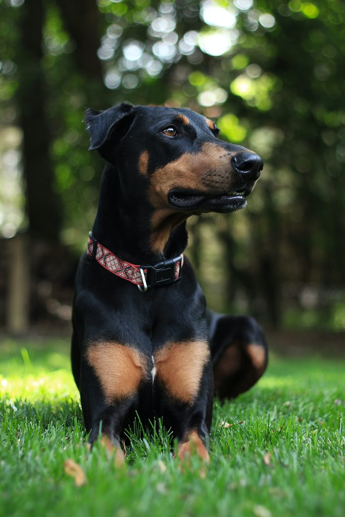 miniature pinscher emotional support dog