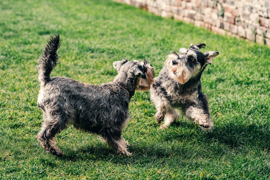 miniature schnauzer emotional support dog
