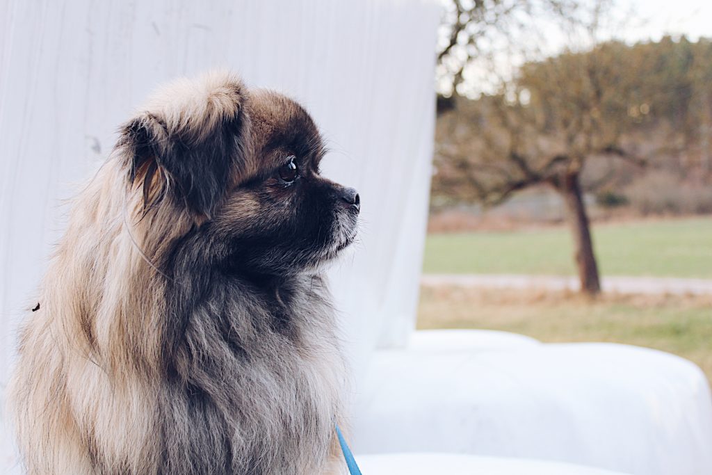 pekingese emotional support dog
