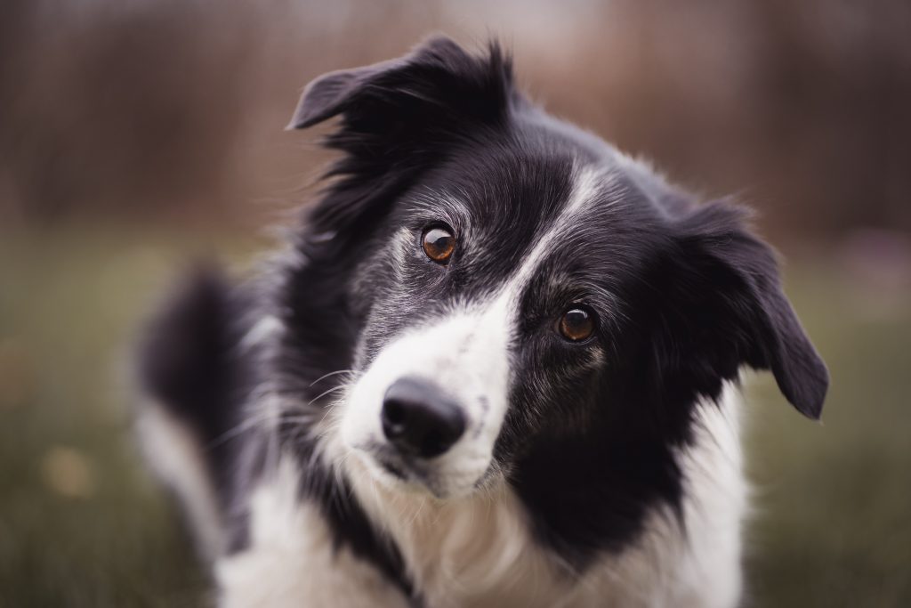 Border Collie Emotional Support Animal #6