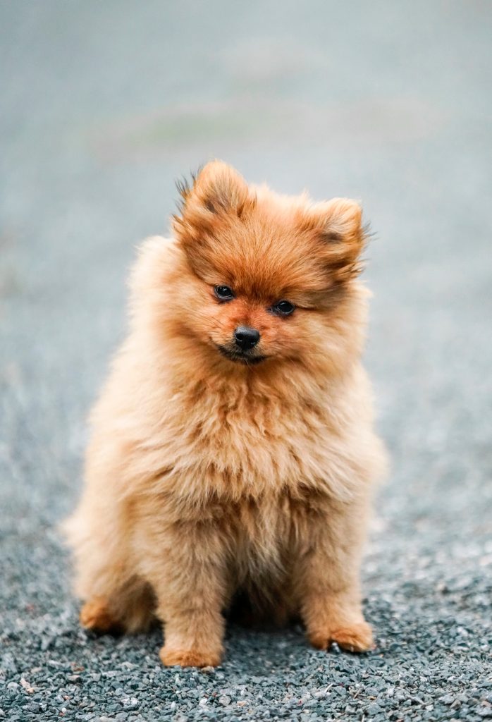 pomerainian emotional support animal