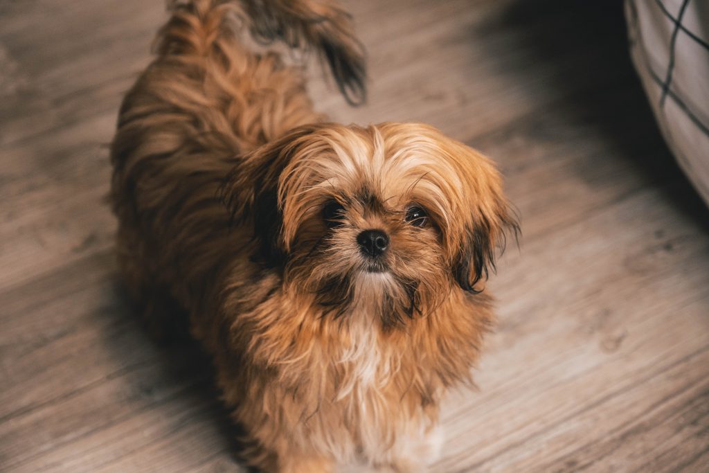Shih tzu emotional support dog