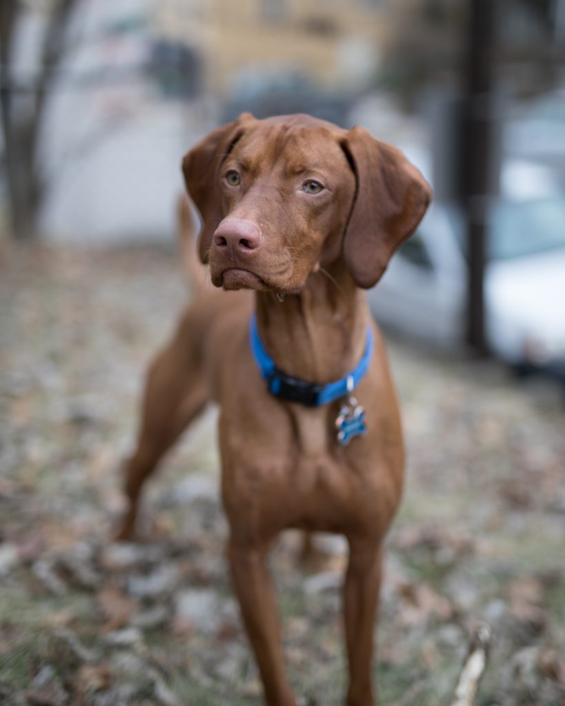 vizsla emotional support animal #8